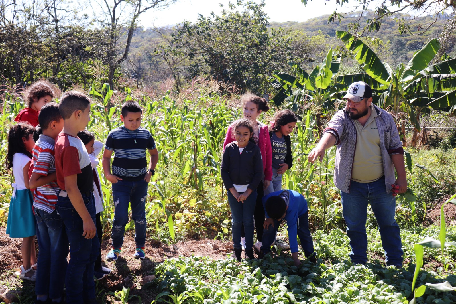 Cultivo de hortalizas